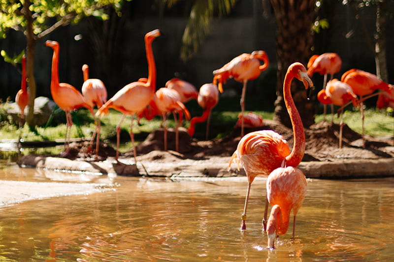 Flamingos at Riverbanks Zoo in Columbia South Carolina